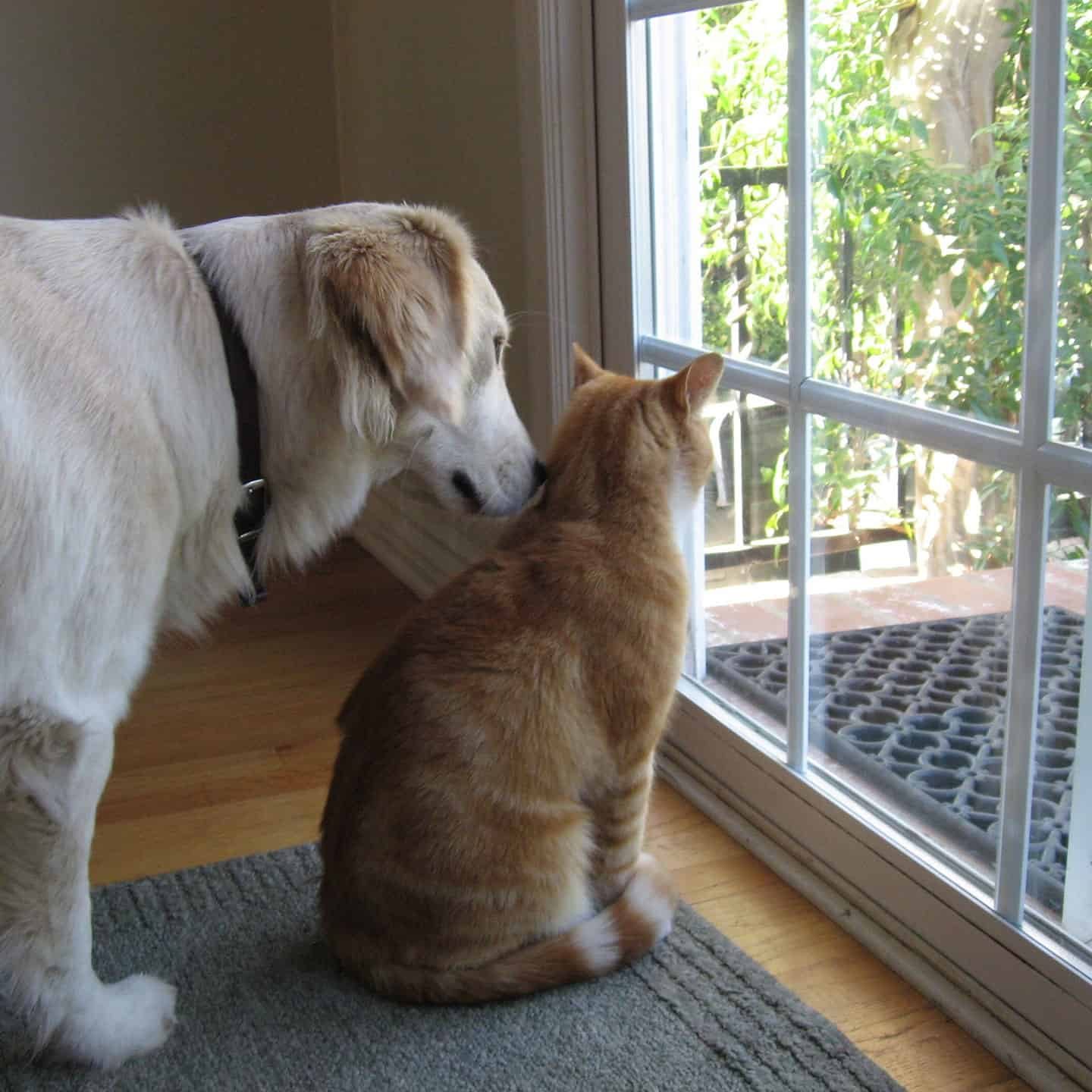 Cats-Dogs